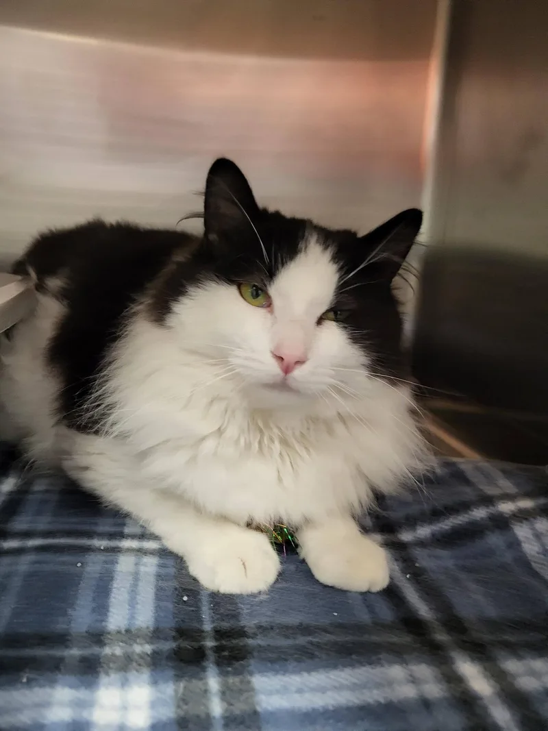 Buccellati thumbnail 2