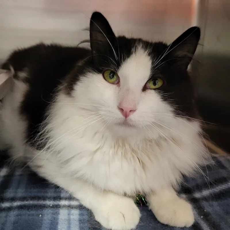 An adult large-sized male Black & White / Tuxedo Domestic Medium Hair cat named Buccellati for adoption in Chilton, WI