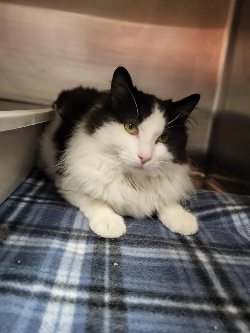 Buccellati thumbnail 3