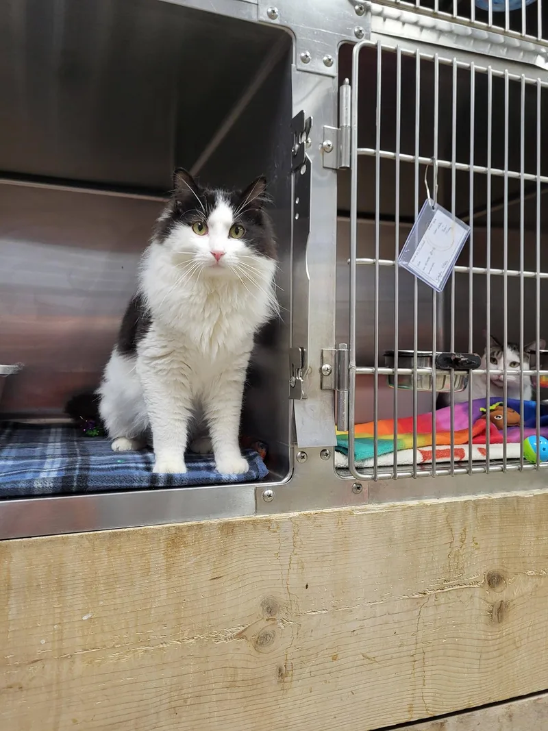 Buccellati thumbnail 4