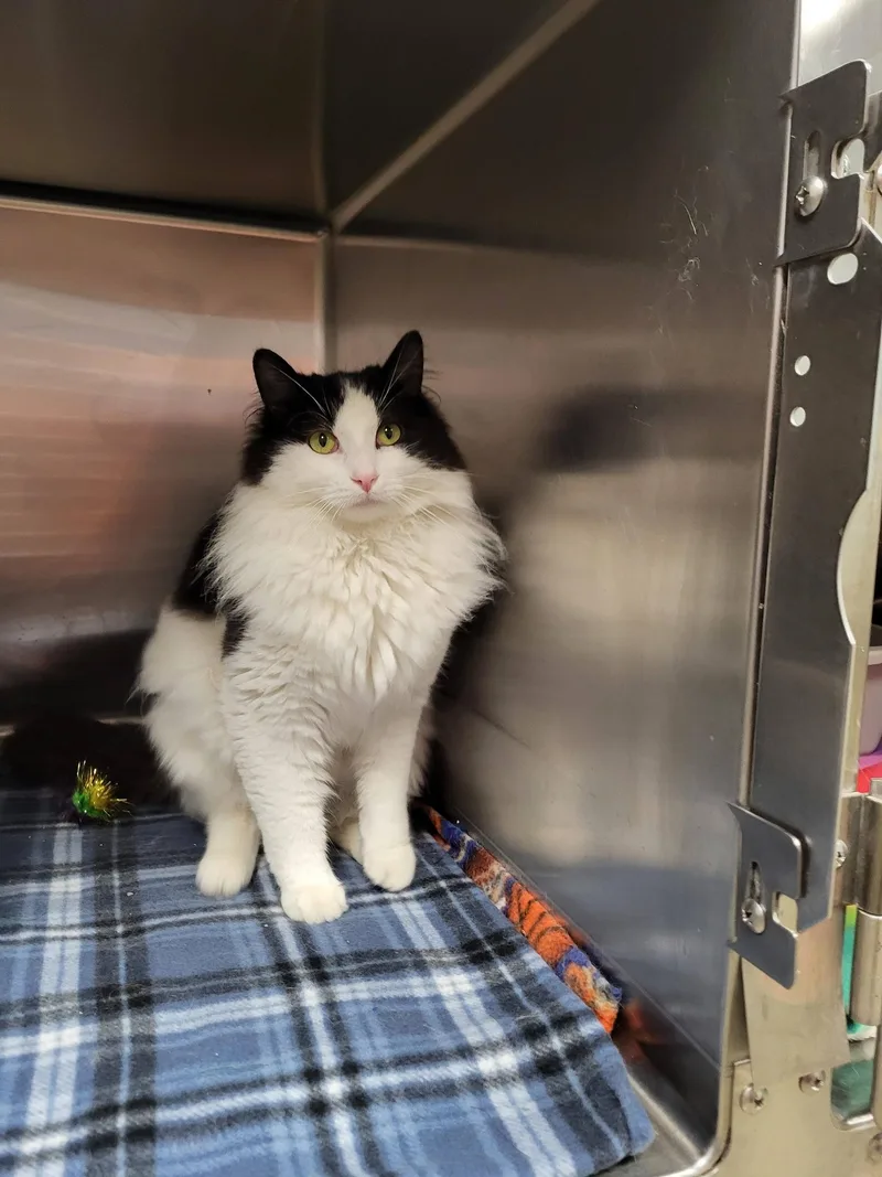 Buccellati thumbnail 5