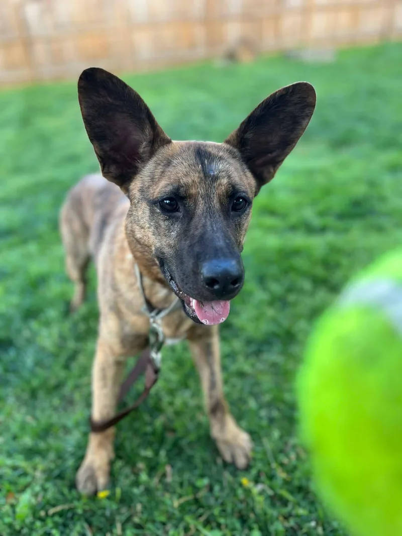 A young medium-sized female Brindle Dutch Shepherd dog named Aries for adoption in Matthews, NC