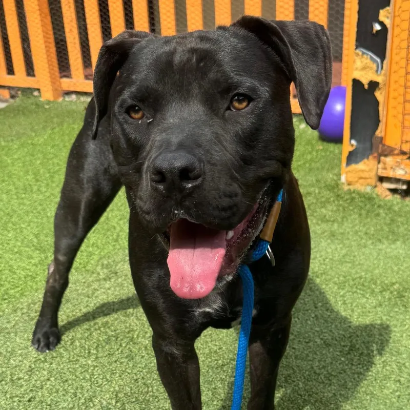 Stanley A thumbnail 2