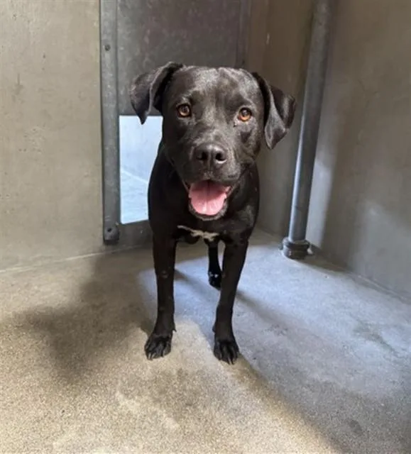 An adult large-sized female Pit Bull Terrier dog named Suki for adoption in San Bernardino, CA