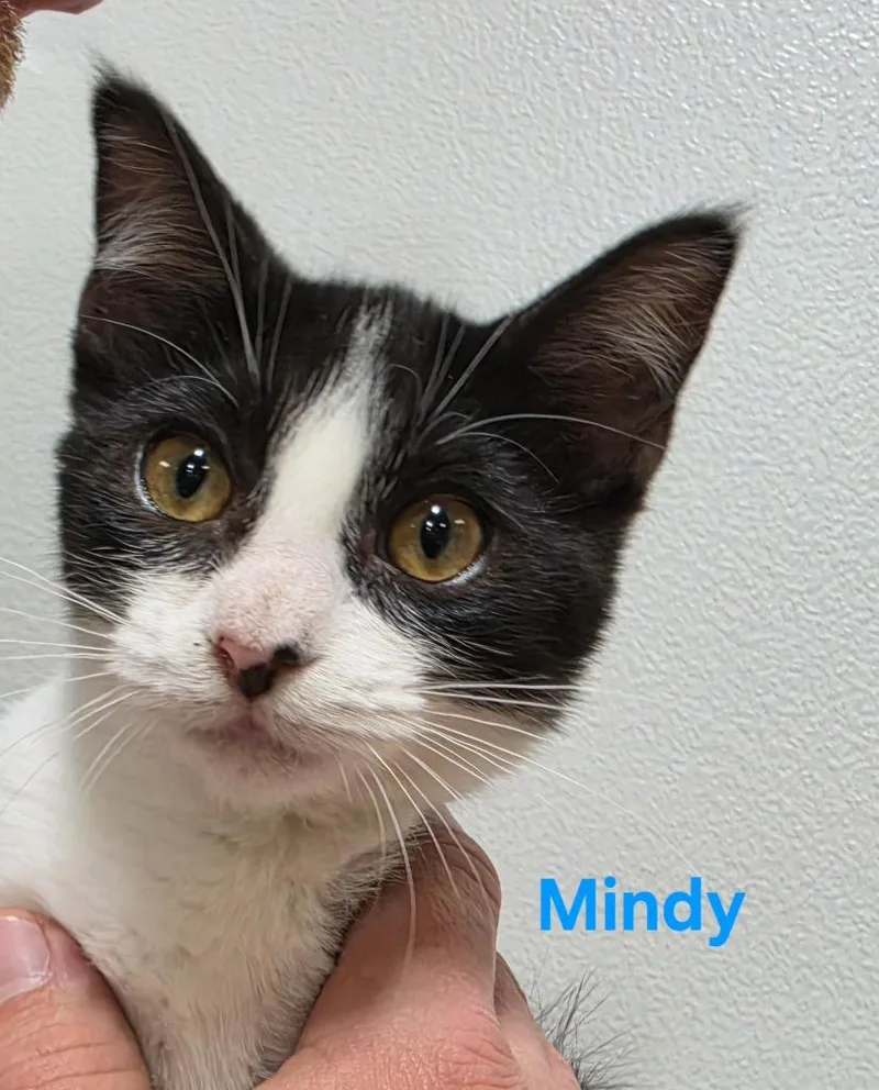 A baby medium-sized female Domestic Short Hair cat named Mindy for adoption in Cloquet, MN