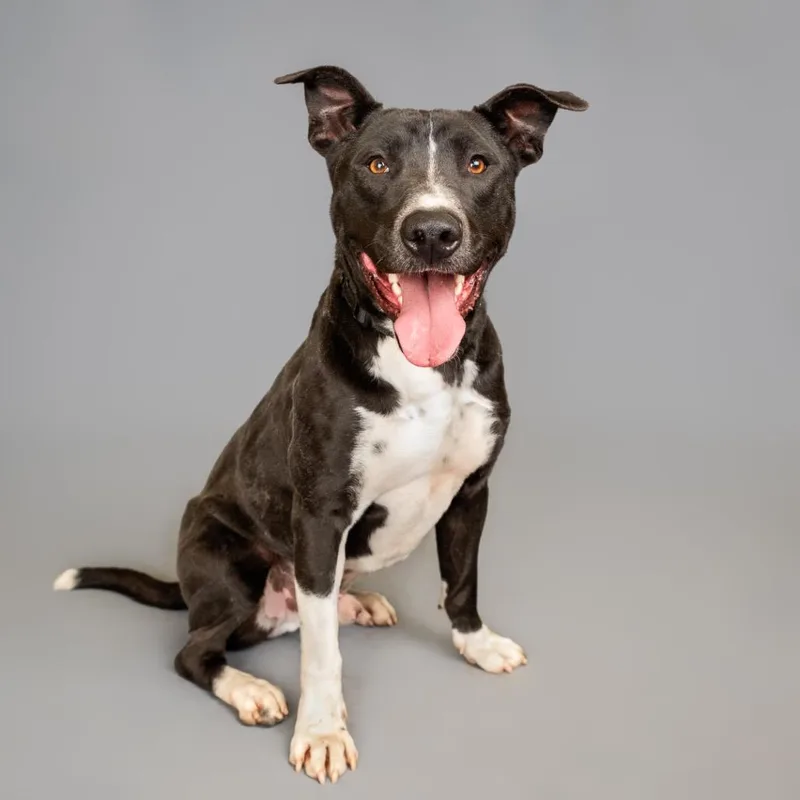 An adult medium-sized male Black Mixed Breed dog named Daku for adoption in Palm Springs, CA