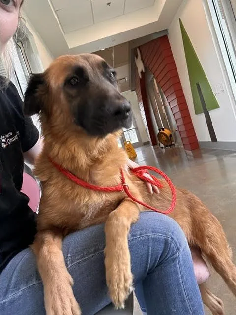 An adult medium-sized female Tricolor (Brown, Black, & White) German Shepherd Dog dog named Ember for adoption in Anoka, MN