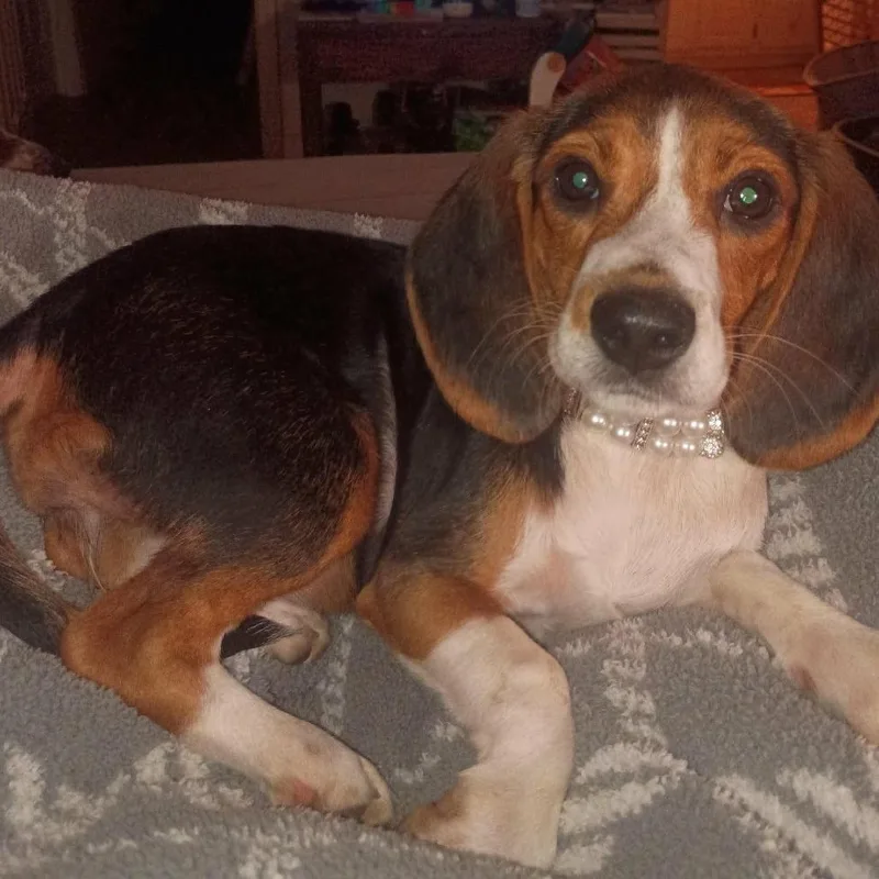 A baby small-sized female Brown / Chocolate Beagle dog named Ella Mae for adoption in Fairfax Station, VA