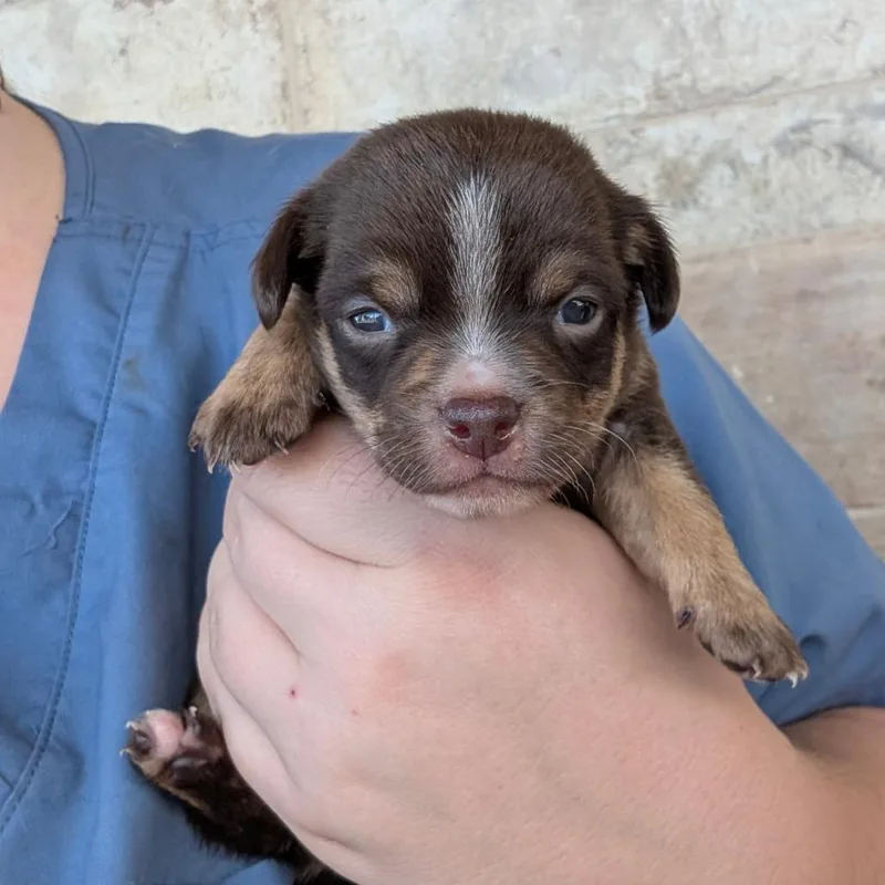 A baby small-sized male Chihuahua dog named Ruhn Danaan for adoption in Chico, CA