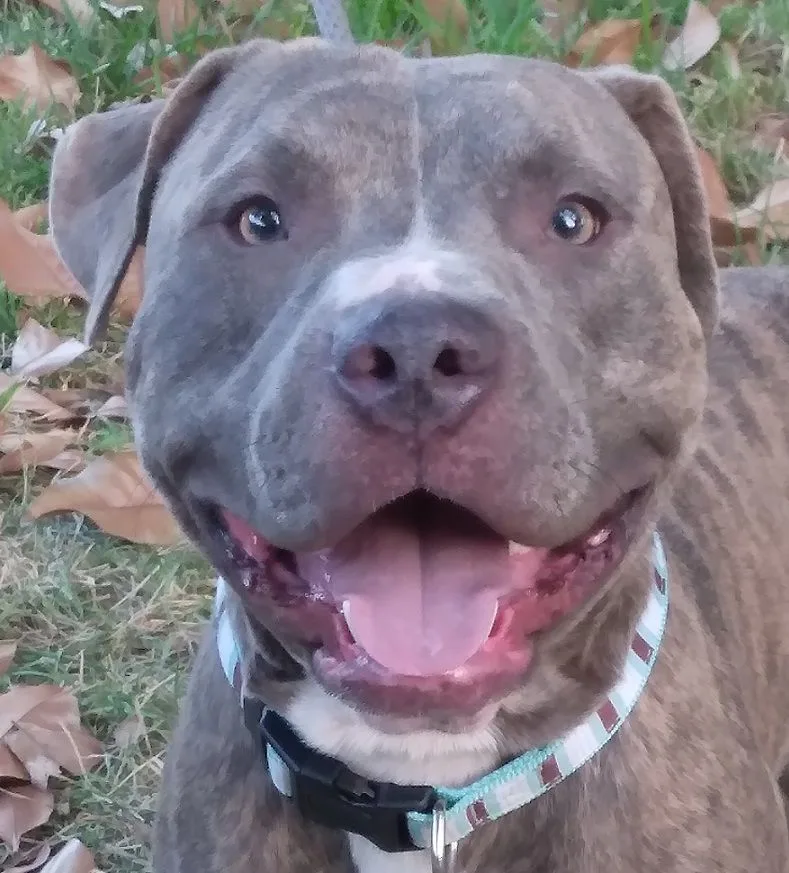 A young large-sized male Brindle Catahoula Leopard Dog dog named Alphonso  A Hell for adoption in Houston, TX