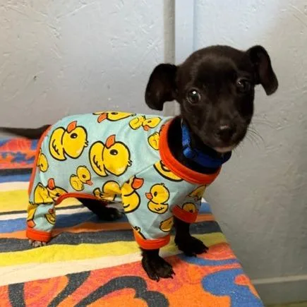 A baby small-sized male Black Chihuahua dog named Duck Duck for adoption in Hattiesburg, MS