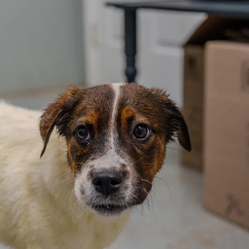 A baby small-sized female White / Cream Cattle Dog dog named Michelle Williams for adoption in Pawling, NY