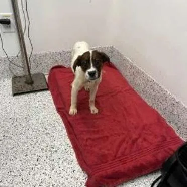 Michelle Williams thumbnail 6