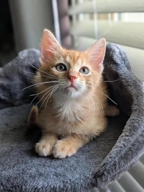 A baby medium-sized male Tabby (Orange / Red) Domestic Short Hair cat named Sunkist for adoption in Murfreesboro, TN