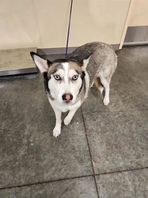 An adult large-sized female Siberian Husky dog named Chula for adoption in Tustin, CA