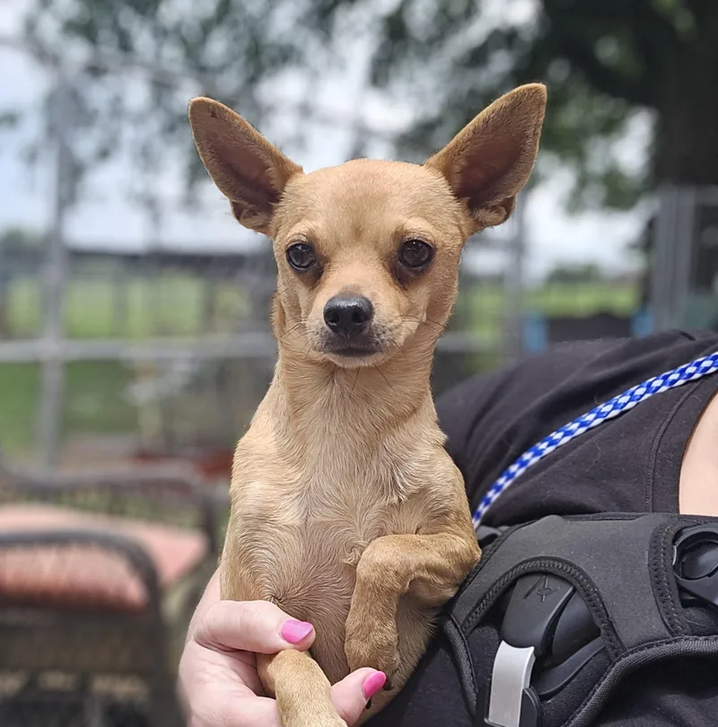A young small-sized male Apricot / Beige Chihuahua dog named Wally for adoption in Athens, AL