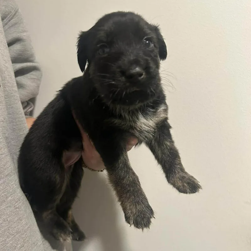 A baby small-sized female Black Australian Cattle Dog / Blue Heeler dog named Francesca for adoption in Austin, TX