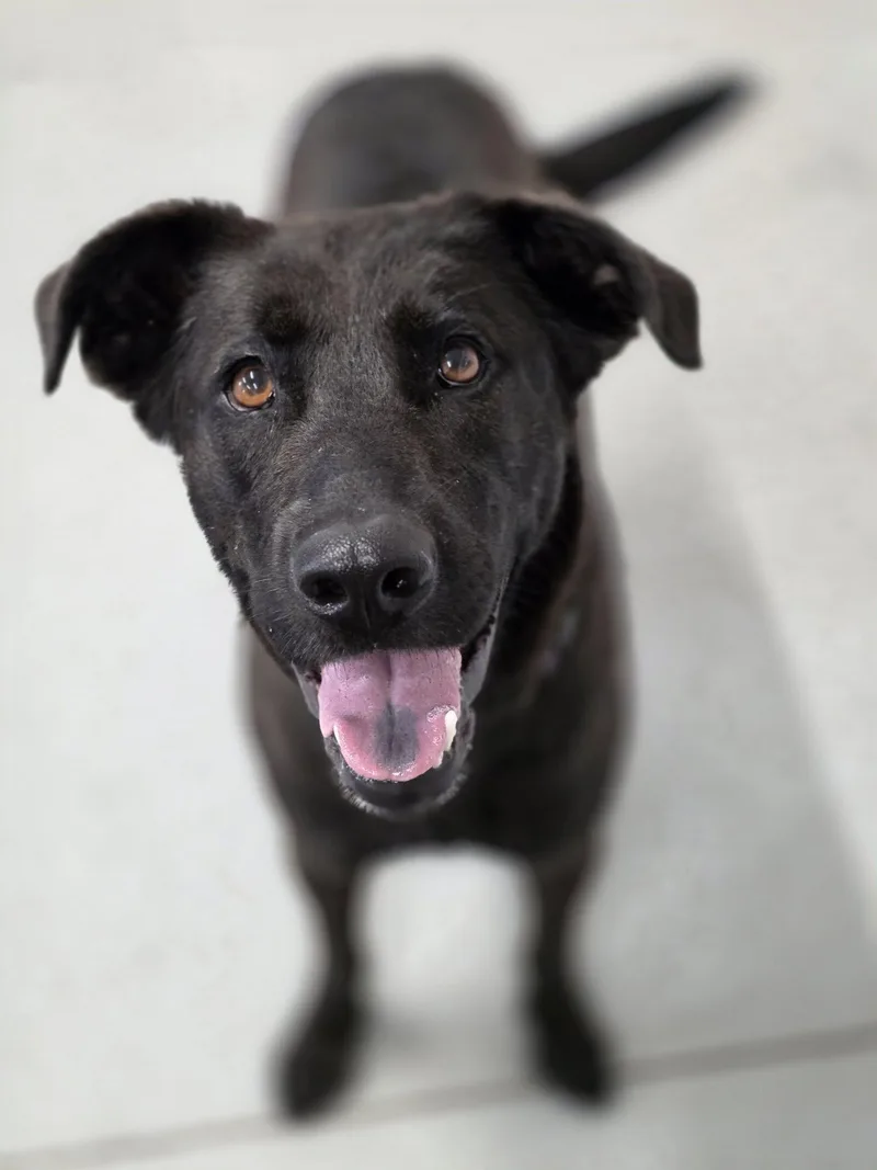 An adult medium-sized female Black Labrador Retriever dog named Molly for adoption in Shelby, MI