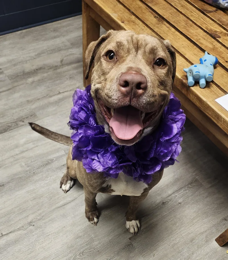 A young medium-sized female Brown / Chocolate Pit Bull Terrier dog named Baize for adoption in Mansfield, OH