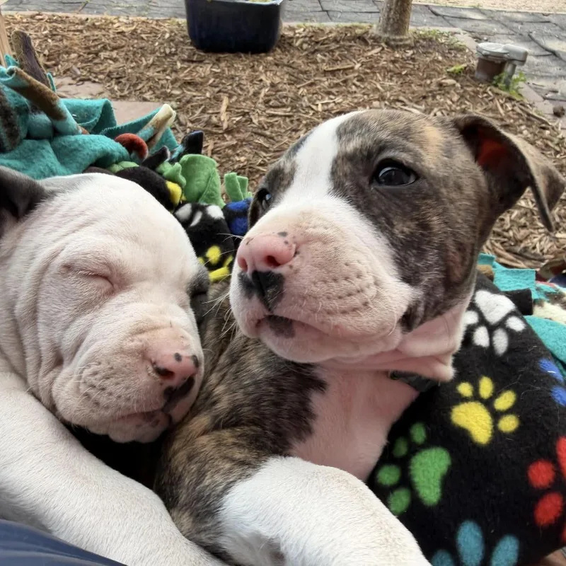 A baby medium-sized female White / Cream Pit Bull Terrier dog named Lemon Twist D for adoption in Minnetonka, MN