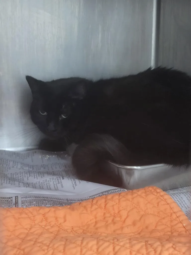 A senior large-sized male Domestic Short Hair cat named Bertie for adoption in Angola, IN