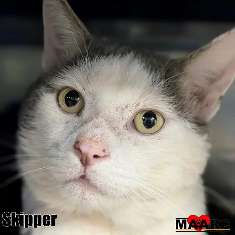 An adult medium-sized male Domestic Short Hair cat named Skipper for adoption in Maryville, TN