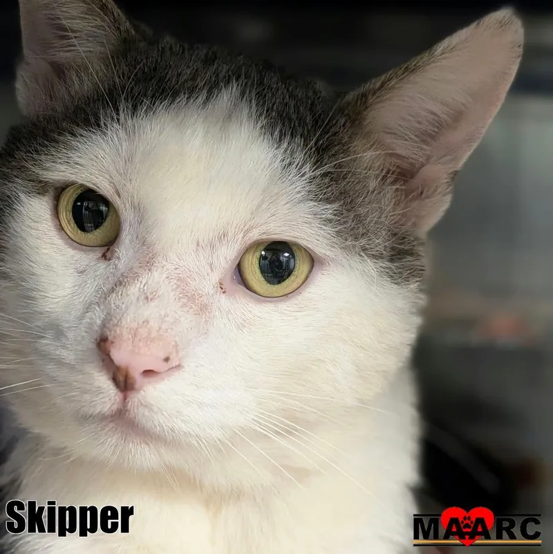 Skipper thumbnail 2