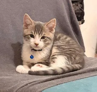 Oolong T thumbnail 2