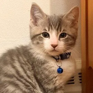 Oolong T thumbnail 3