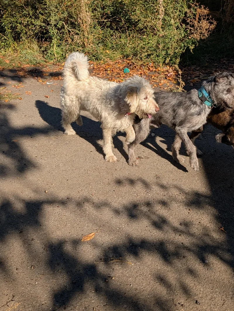 An adult medium-sized female Goldendoodle dog named Savannah for adoption in COEUR D ALENE, ID