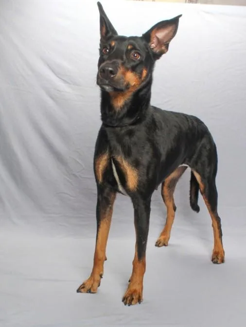 An adult large-sized female German Shepherd Dog dog named Macy Mae for adoption in Burbank, CA