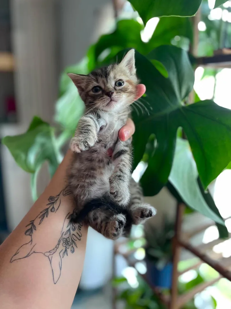A baby medium-sized female Tabby (Brown / Chocolate) Domestic Short Hair cat named Frankie for adoption in Leitchfield, KY