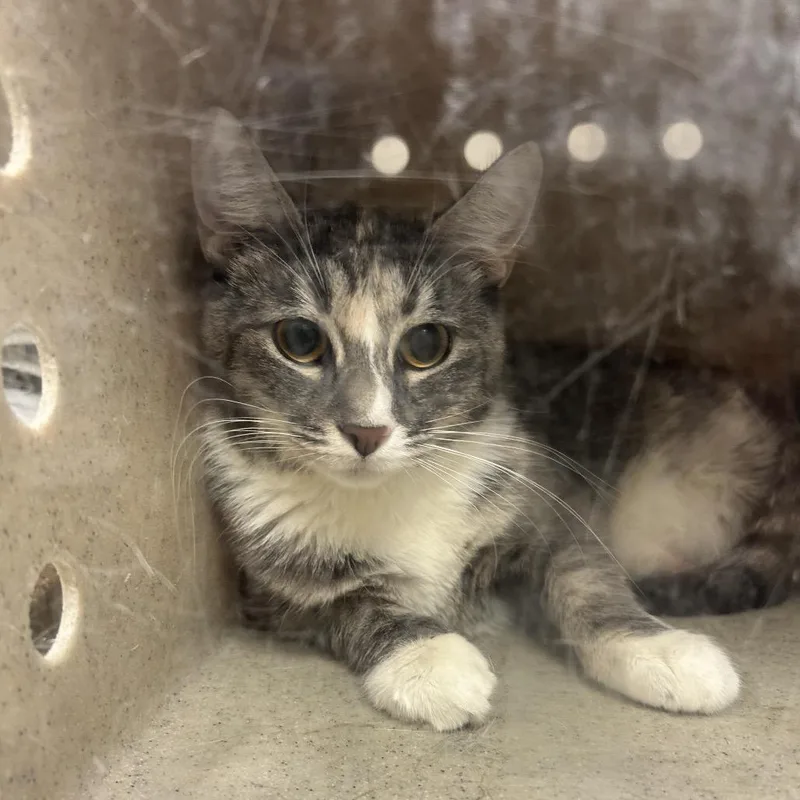 An adult medium-sized female Domestic Medium Hair cat named Her Majesty for adoption in Reno, NV