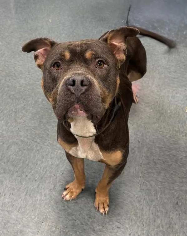 An adult large-sized male Pit Bull Terrier dog named Rallo the Brave for adoption in Richmond, VA