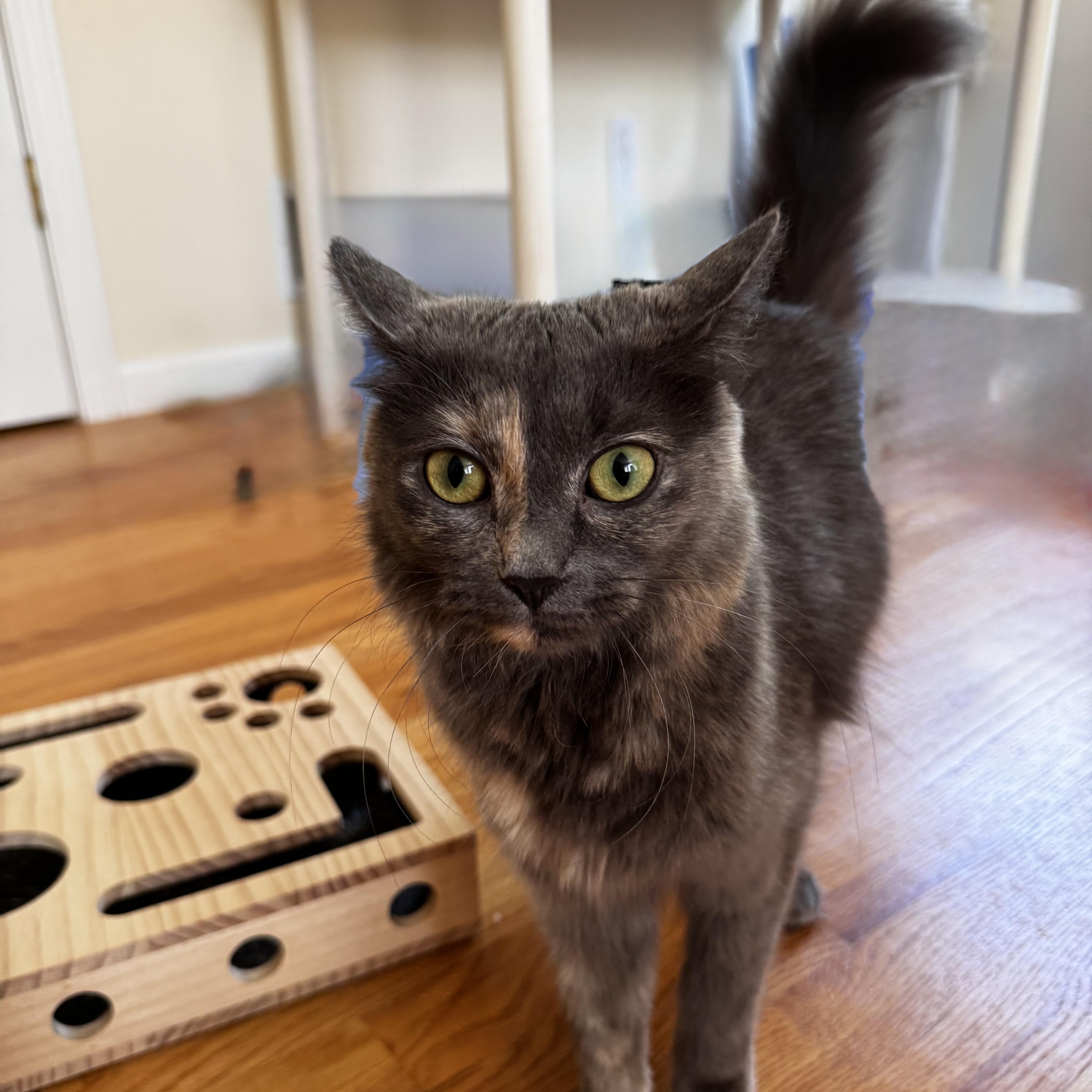 An adult medium-sized female Dilute Tortoiseshell Domestic Long Hair cat named Papaya for adoption in East Greenwich, RI