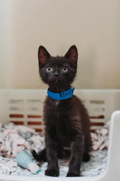A baby small-sized male Domestic Short Hair cat named A Ravenclaw Petsmart North for adoption in North Charleston, SC