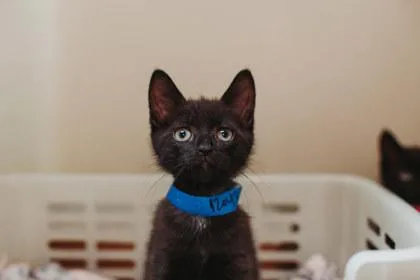 A Ravenclaw Petsmart North thumbnail 2