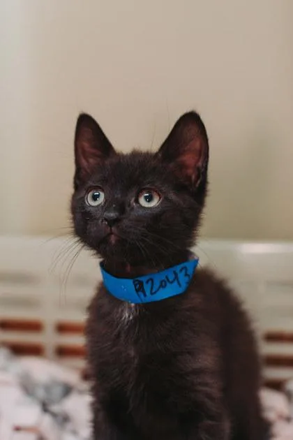 A Ravenclaw Petsmart North thumbnail 3