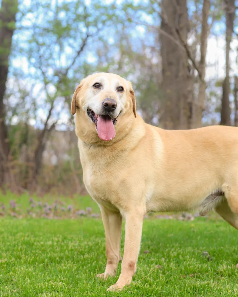 An adult large-sized male Apricot / Beige Yellow Labrador Retriever dog named Bugs Bunny for adoption in Bridgeport, CT