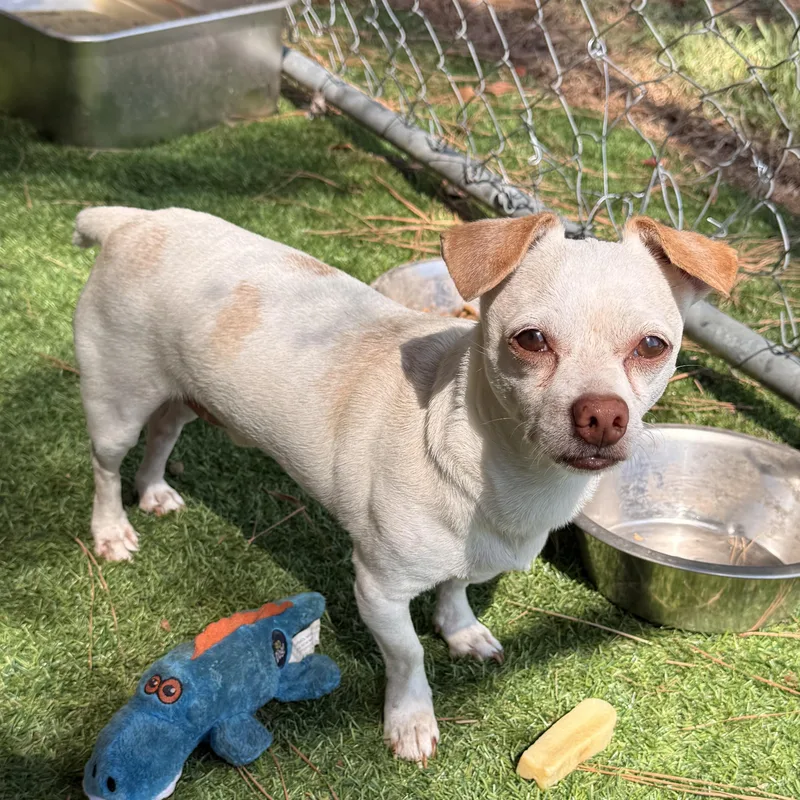 An adult small-sized male Chihuahua dog named Dollar General for adoption in Texarkana, TX