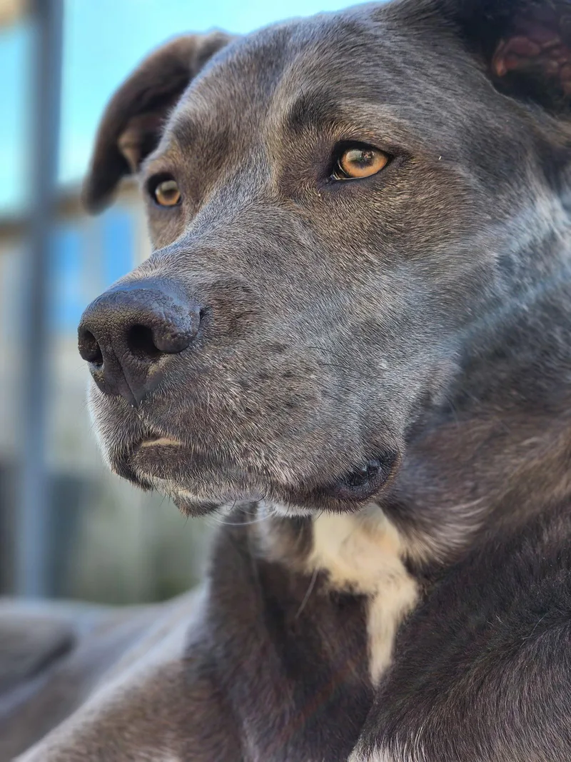 Kangaroo thumbnail 3