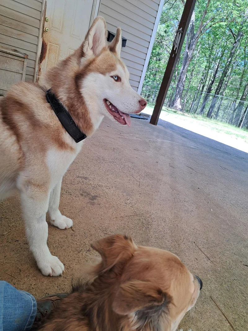 A young medium-sized male Siberian Husky dog named Sev for adoption in Cumming, GA