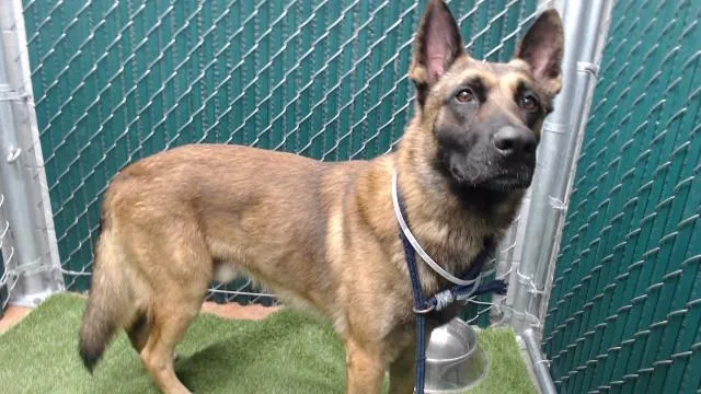 A young medium-sized male Belgian Shepherd / Malinois dog named Max for adoption in Downey, CA
