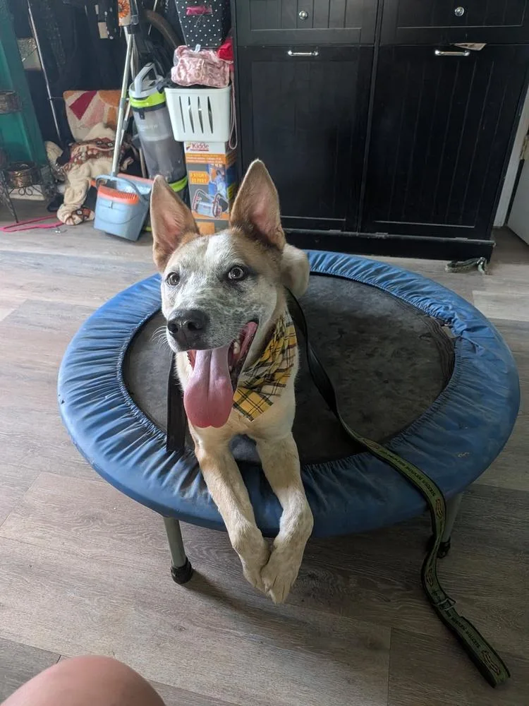 A young large-sized male German Shepherd Dog named Nemo for adoption in Statesville, NC