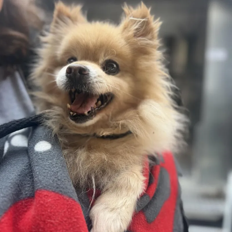 A senior small-sized male Yellow / Tan / Blond / Fawn Pomeranian dog named Chummy for adoption in Chicago, IL