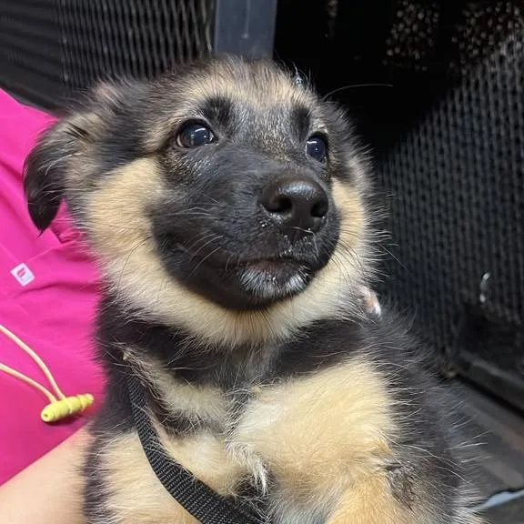 A baby small-sized male Black German Shepherd Dog dog named Chucky for adoption in Gadsden, AL