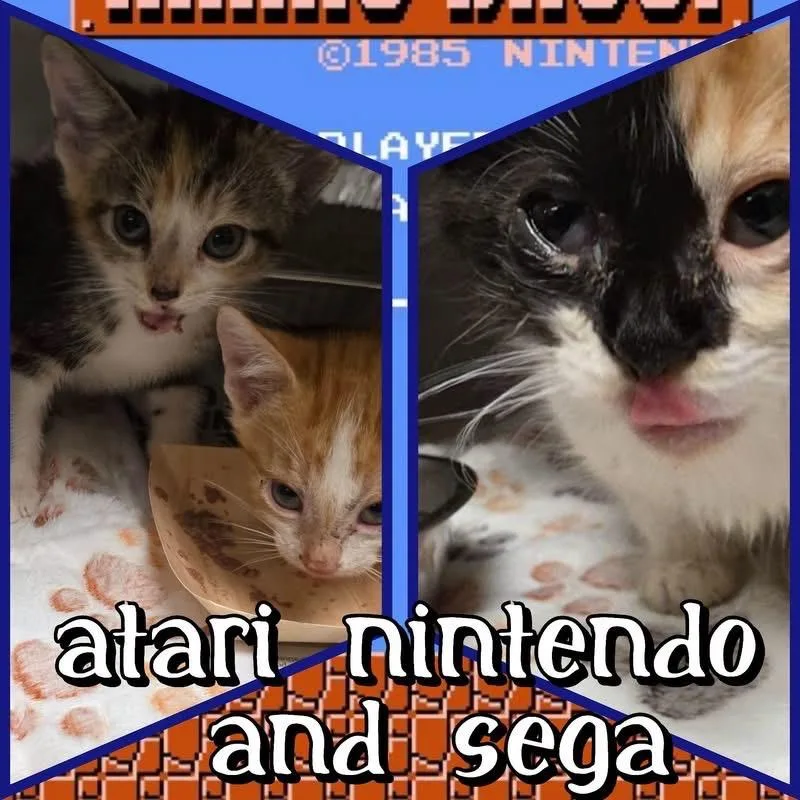A baby small-sized female Calico Domestic Short Hair cat named Midge for adoption in Wheeling, IL