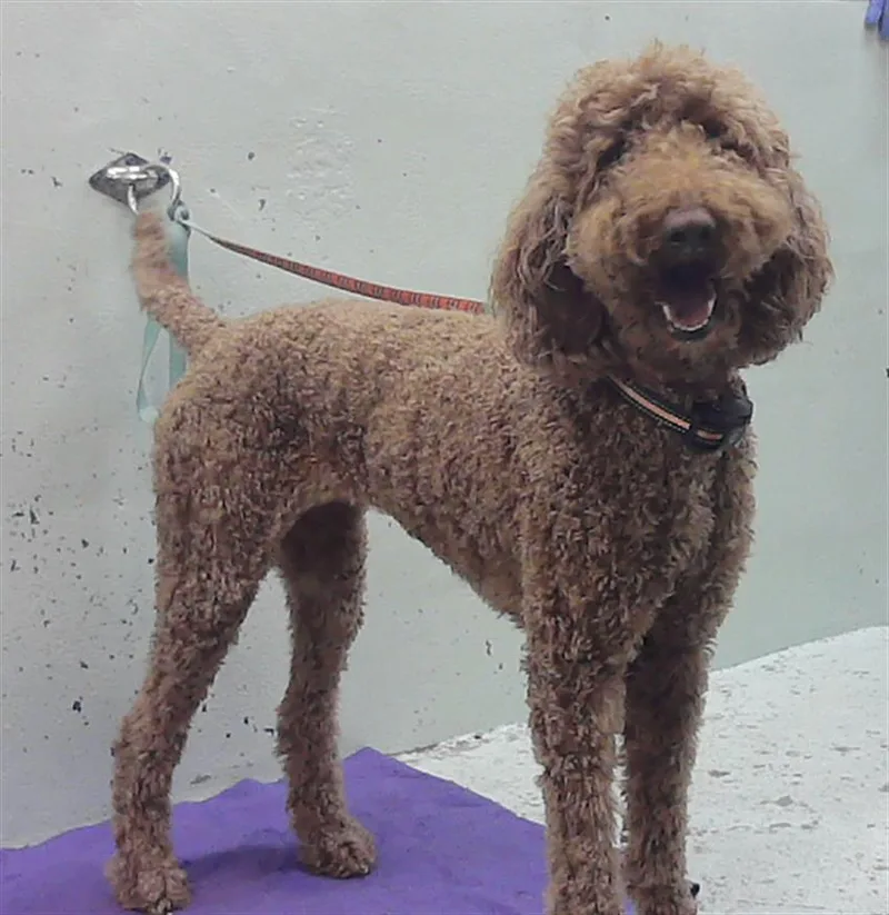An adult large-sized female Poodle dog named Squirrel for adoption in Houston, TX