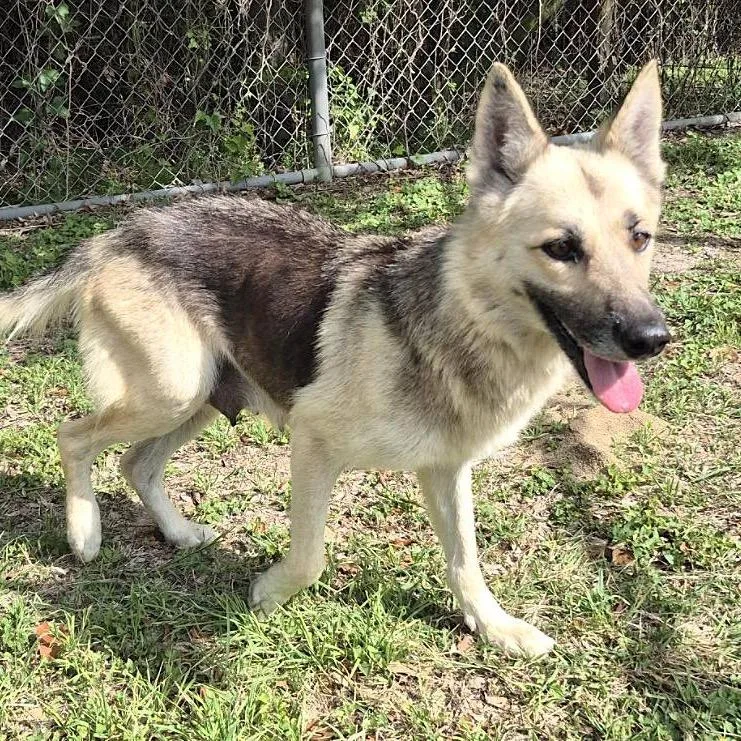 A senior medium-sized female White / Cream German Shepherd Dog dog named Laika for adoption in Stephens City, VA