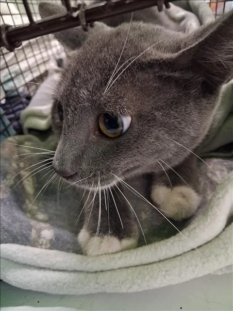 A young medium-sized male Domestic Short Hair cat named Love for adoption in Los Angeles, CA